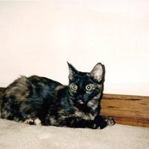 Meet your Posher, Amy